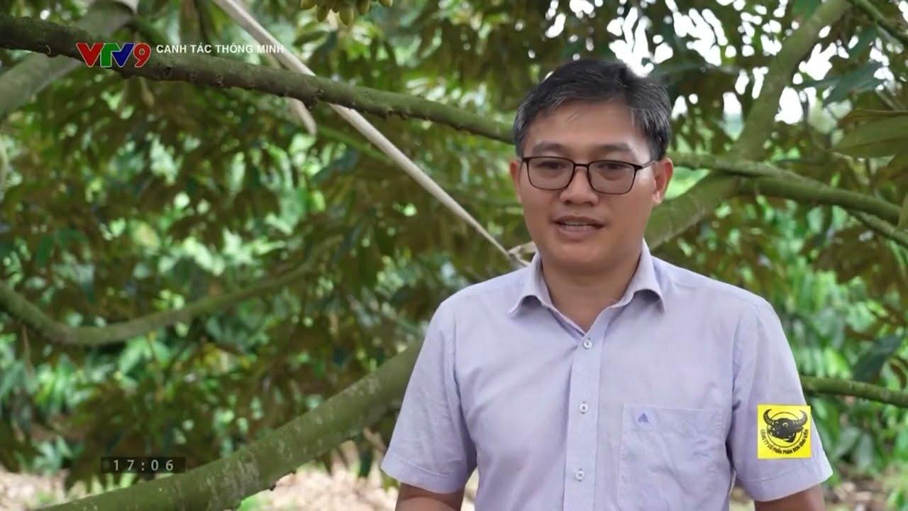 GIẢI PHÁP DINH DƯỠNG CHỐNG MÉO TRÁI, THÚC TRÁI LỚN ĐỀU