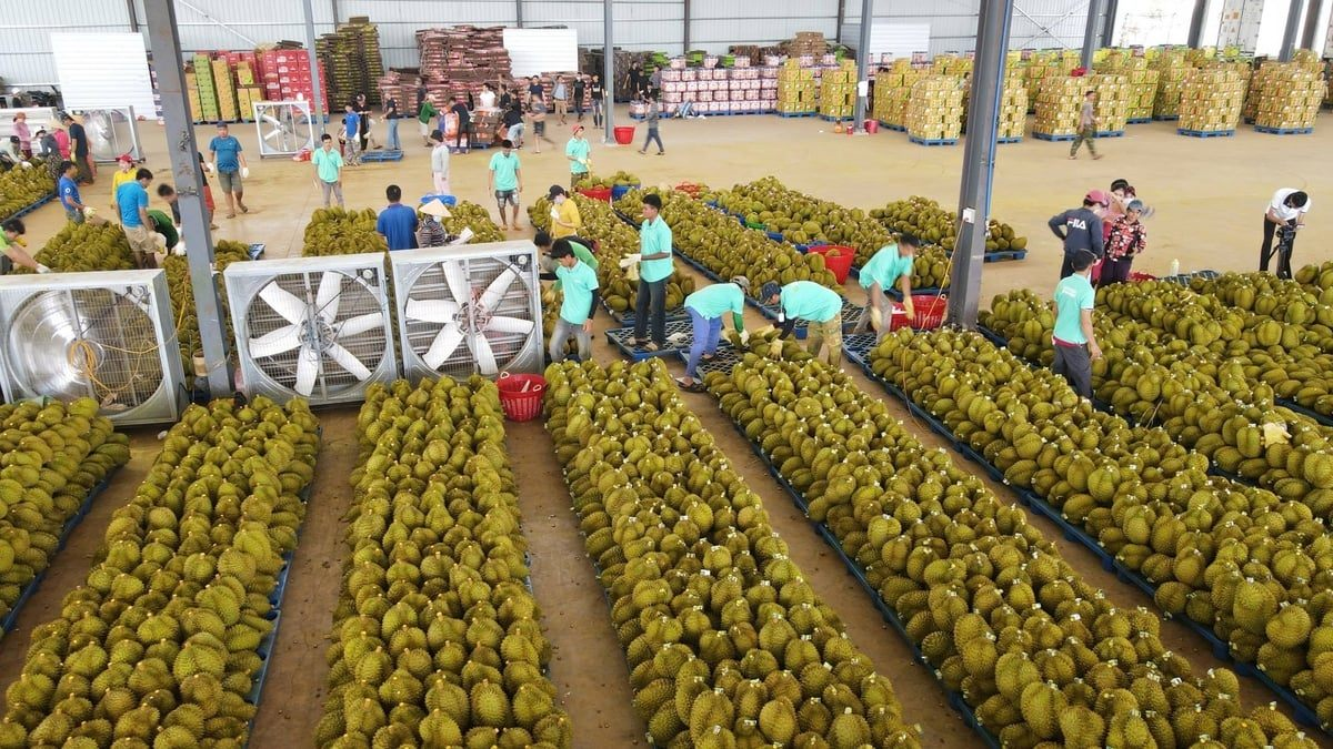 Sầu riêng Đắk Lắk 'nói không' với chất cấm