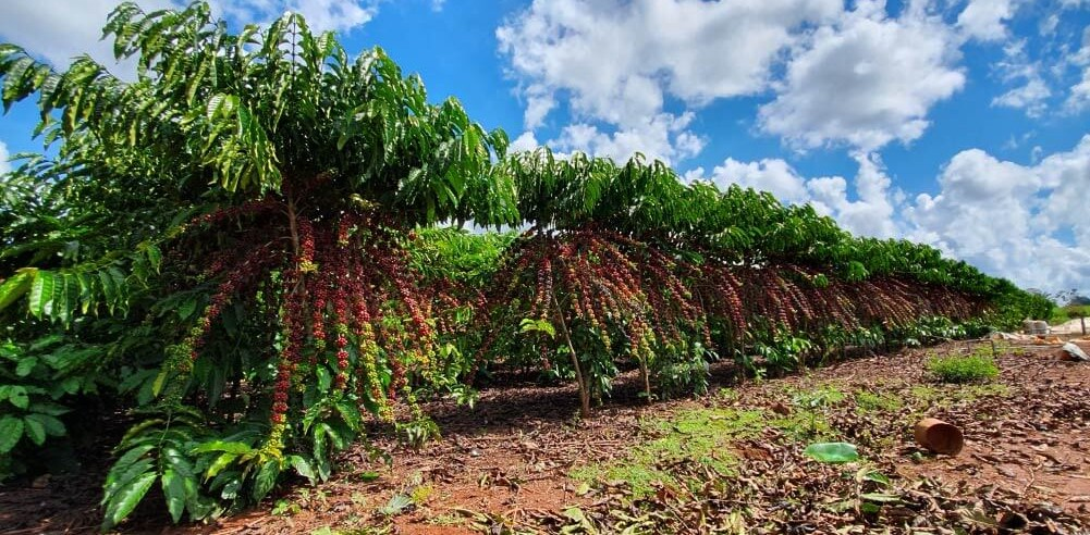 Vì sao Brazil dần chuyển sang trồng cà phê Robusta?