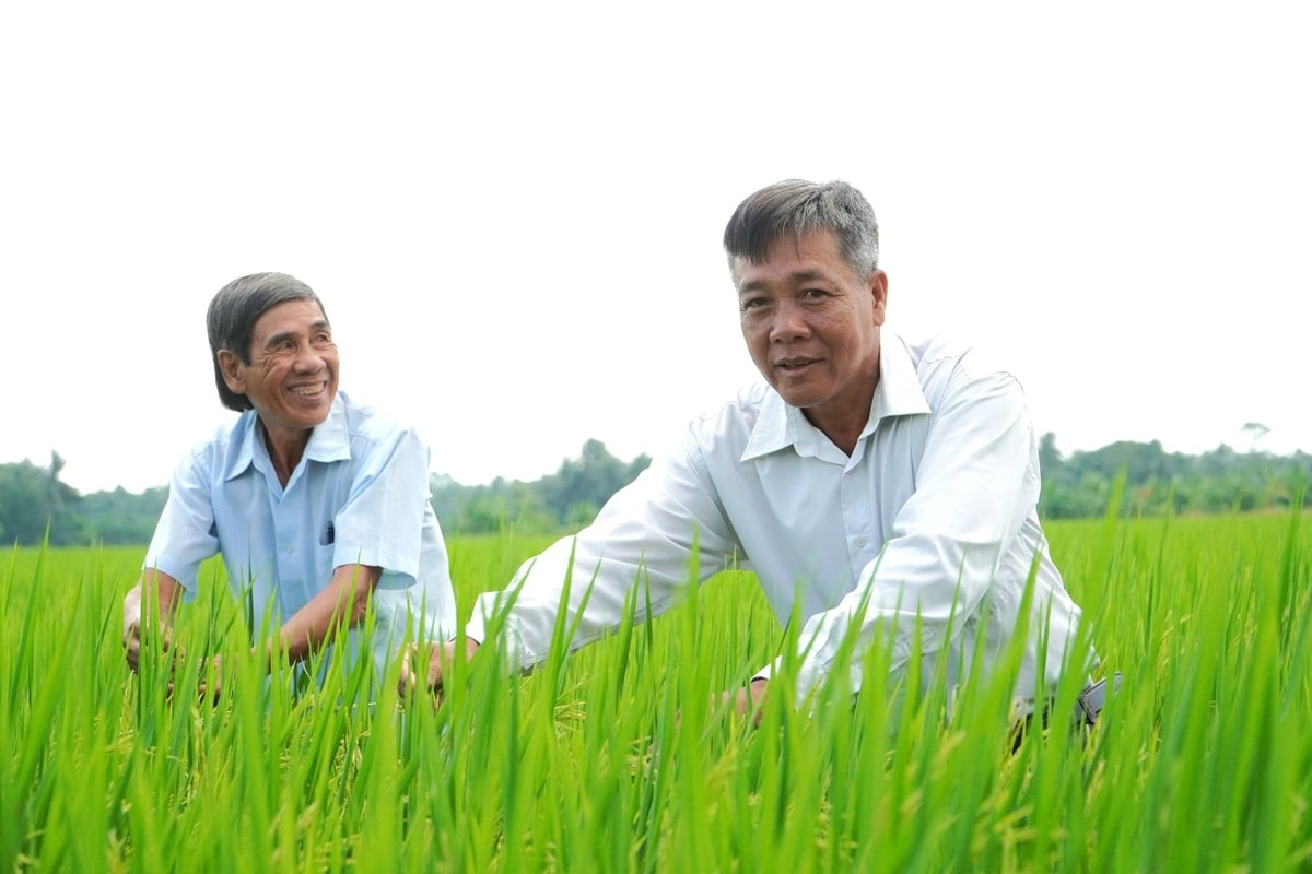 HTX Hưng Lợi liên kết bền vững với doanh nghiệp tiêu thụ lúa ST25