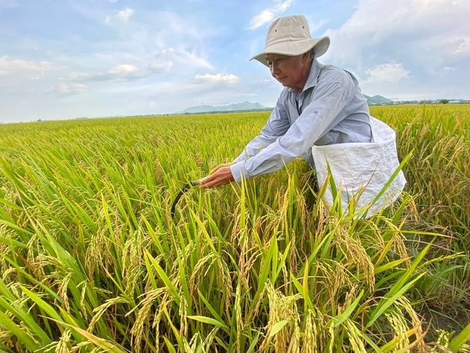 Long An hợp tác với công ty Nhật phát triển tín chỉ carbon trên 100.000ha đất trồng lúa