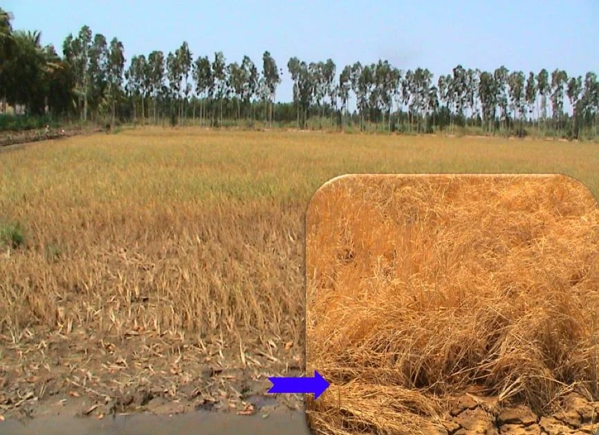 Cải thiện sức khỏe đất khi nắng nóng, hạn mặn và phèn đầu vụ hè thu