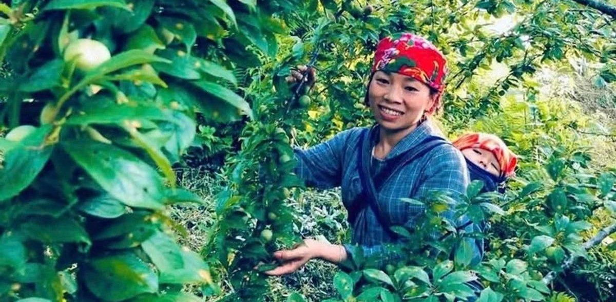 Cây mận - đòn bẩy kinh tế của vùng cao Bắc Hà