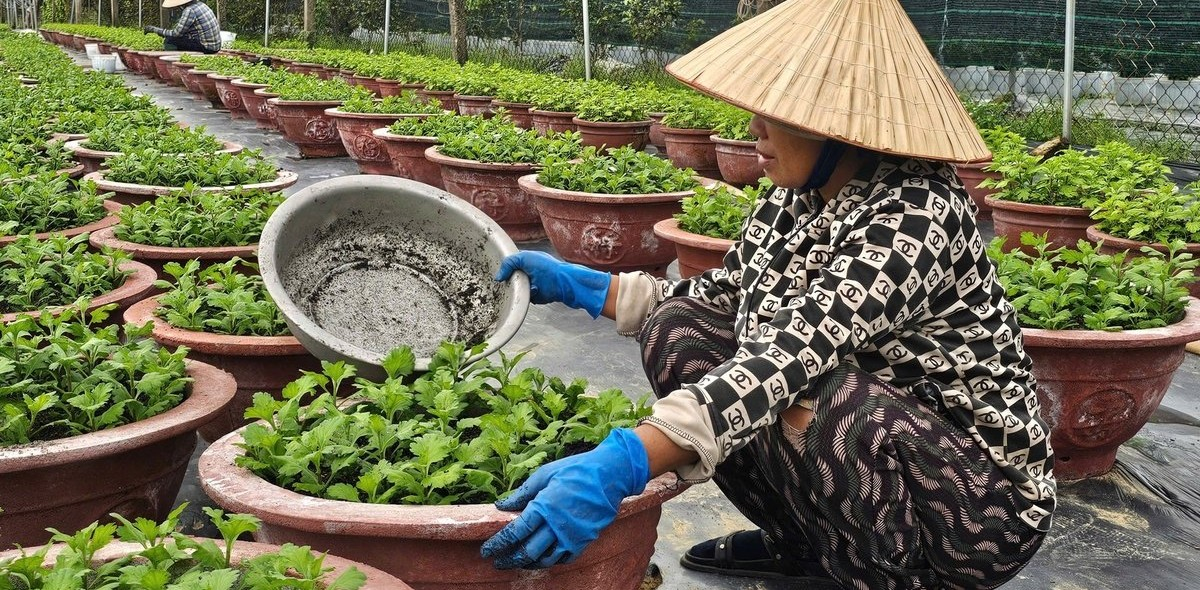 'Hồi sức' cho cây trồng sau mưa lũ