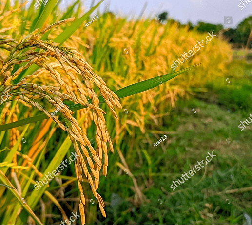 Bông lúa chín trên cánh đồng