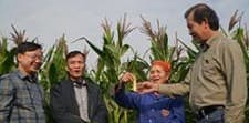 Nông dân Lào Cai vui mừng "khoe" ngô phủ xanh ruộng đồng sau bão Yagi