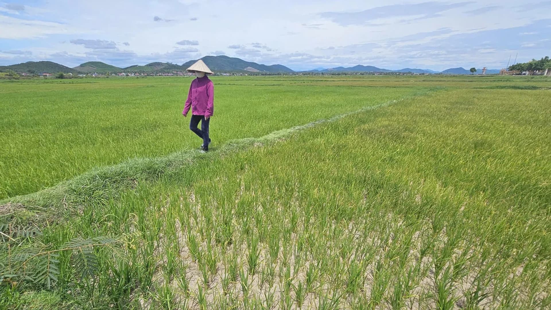 Ruộng nứt nẻ, lúa sắp chết khô