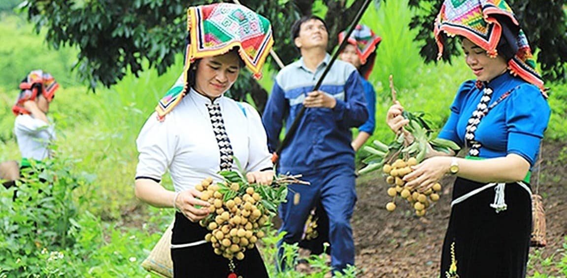 Vùng nguyên liệu cây ăn quả vươn lên từ triền đất dốc