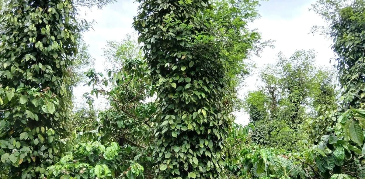 Giá duy trì ở mức cao, người trồng tiêu phấn khởi