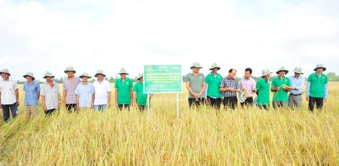 Lúa phát thải thấp, lợi nhuận cao