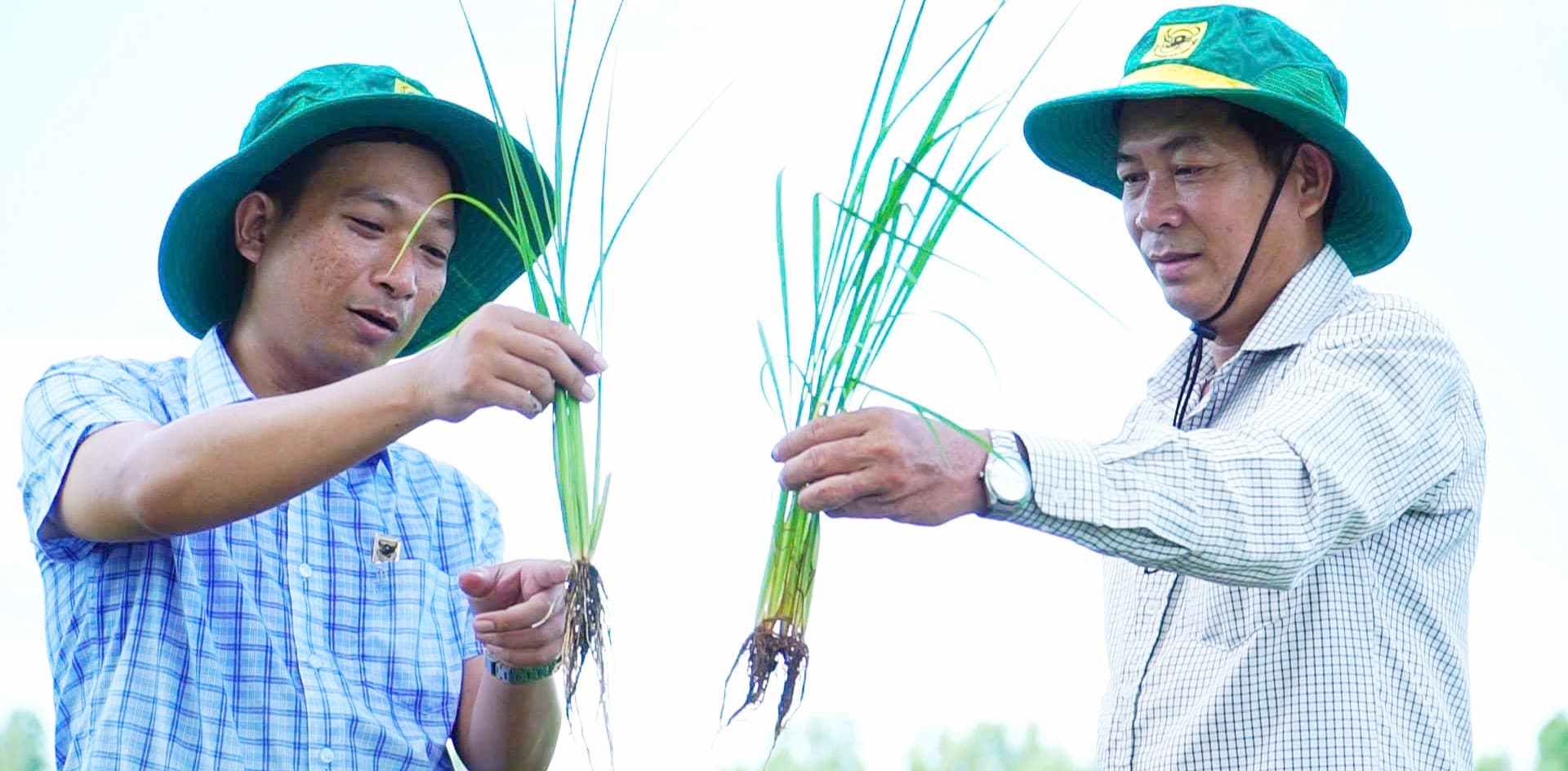 Chuyện người nông dân ‘đánh thức’ vùng đất phèn