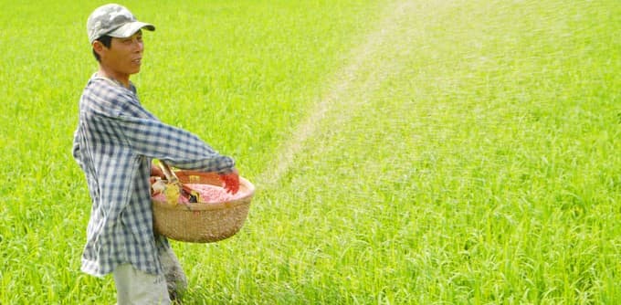 Canh tác giảm phát thải để 'chữa lành' đất lúa