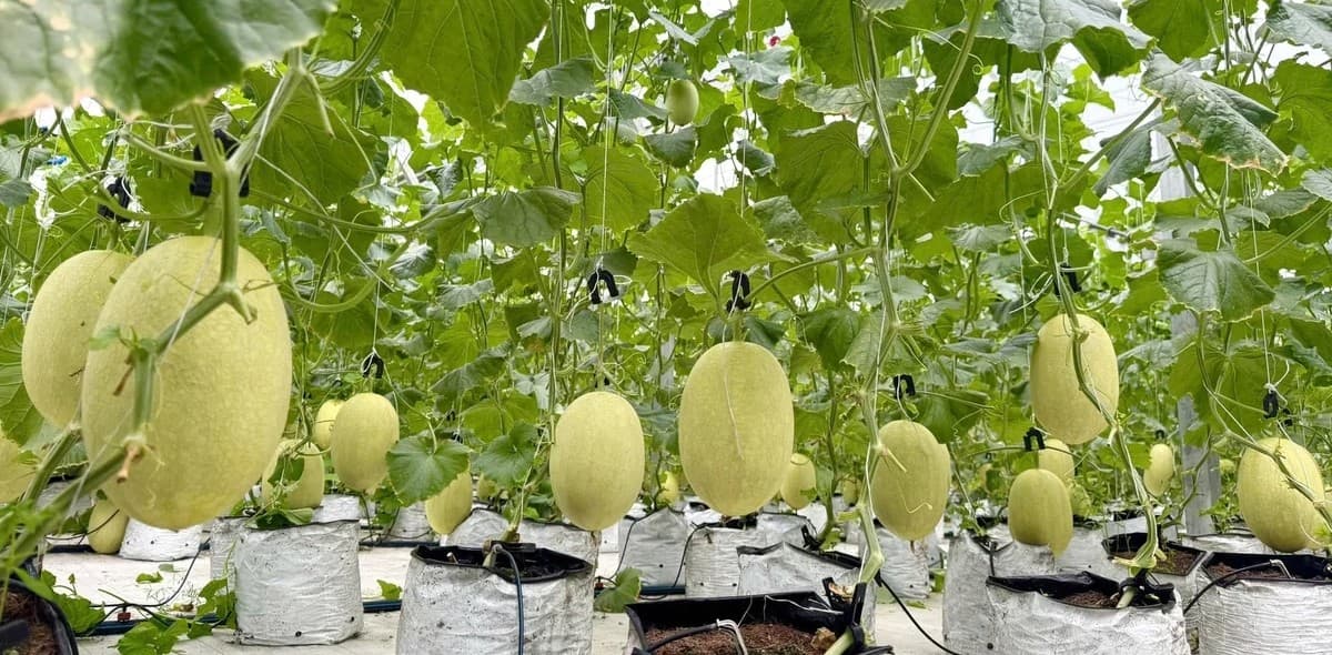 Trồng dưa lưới công nghệ cao trên vùng cát trắng